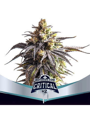 CRITICAL +2 XXL AUTO X2-BSF 1
