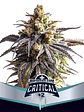 CRITICAL +2 XXL AUTO X2-BSF - Miniatura 1