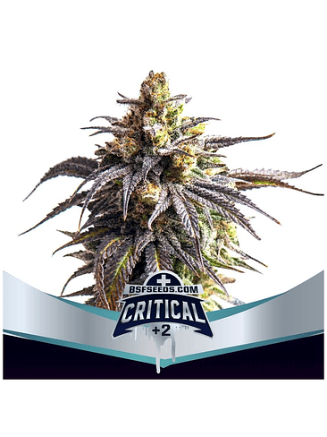 CRITICAL +2 XXL  AUTO X4 -BSF 1