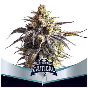 CRITICAL +2 XXL  AUTO X7-BSF