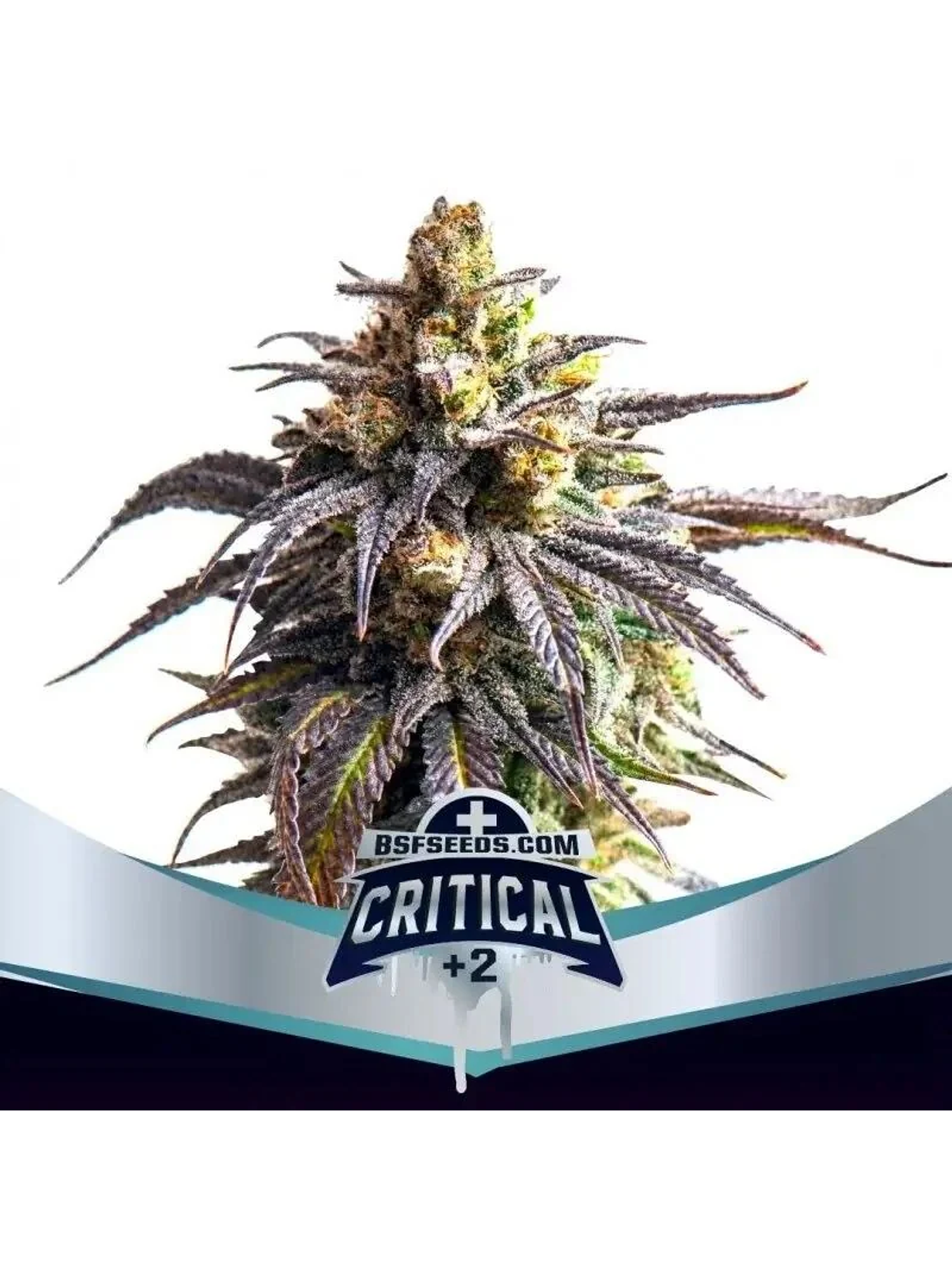 Critical +2 Xxl Auto -Bsf (X12/X7/X4/X2) 1