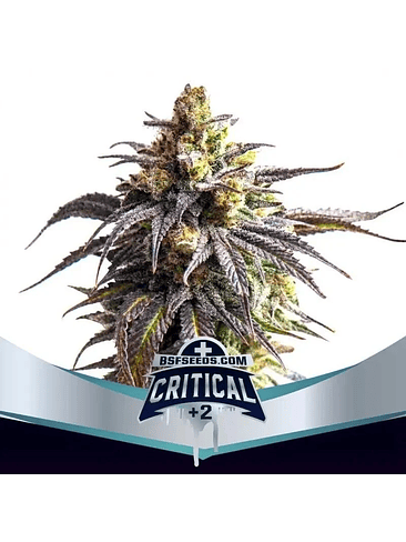 CRITICAL +2 XXL AUTO X12-BSF 1