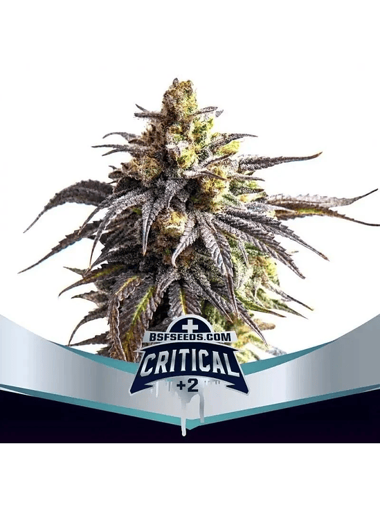 CRITICAL +2 XXL AUTO X12-BSF 1