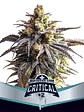 Critical +2 Xxl Auto X12-Bsf - Miniatura 1