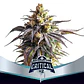 Critical +2 Xxl Auto -Bsf (X12/X7/X4/X2) - Miniatura 1