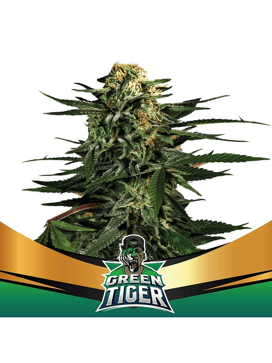 GREEN TIGER FAST FEM X2-BSF 1