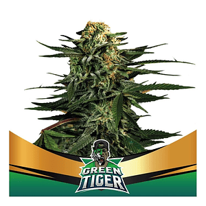 Green Tiger Fast Fem X4-Bsf