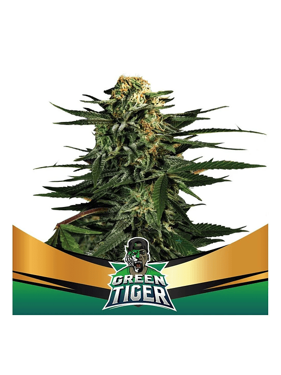 GREEN TIGER FAST FEM X4-BSF 1