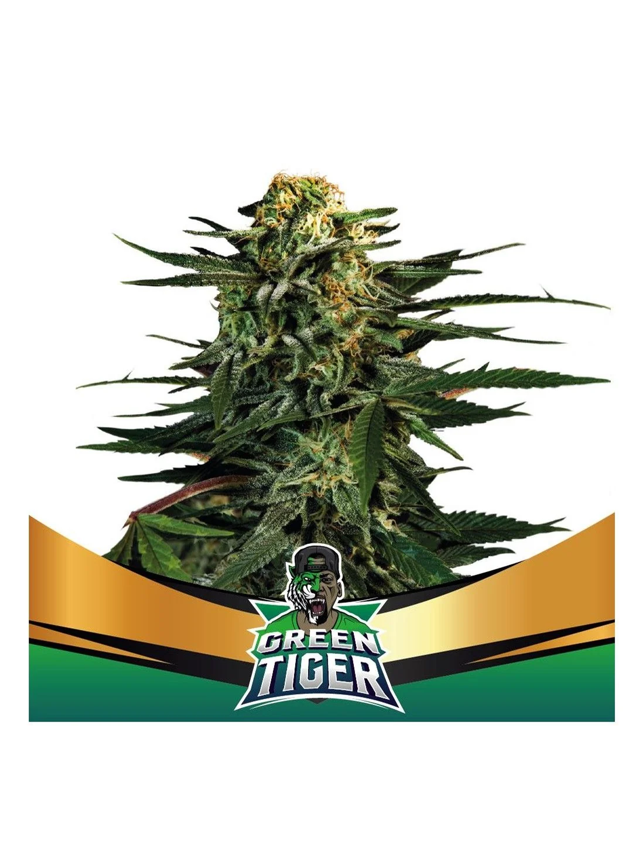 Green Tiger Fast Fem -Bsf (X7/X4/X2) 1