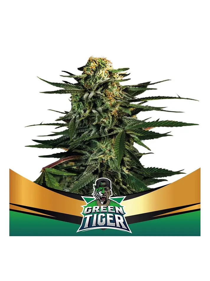 Green Tiger Fast Fem -Bsf (X7/X4/X2) 1