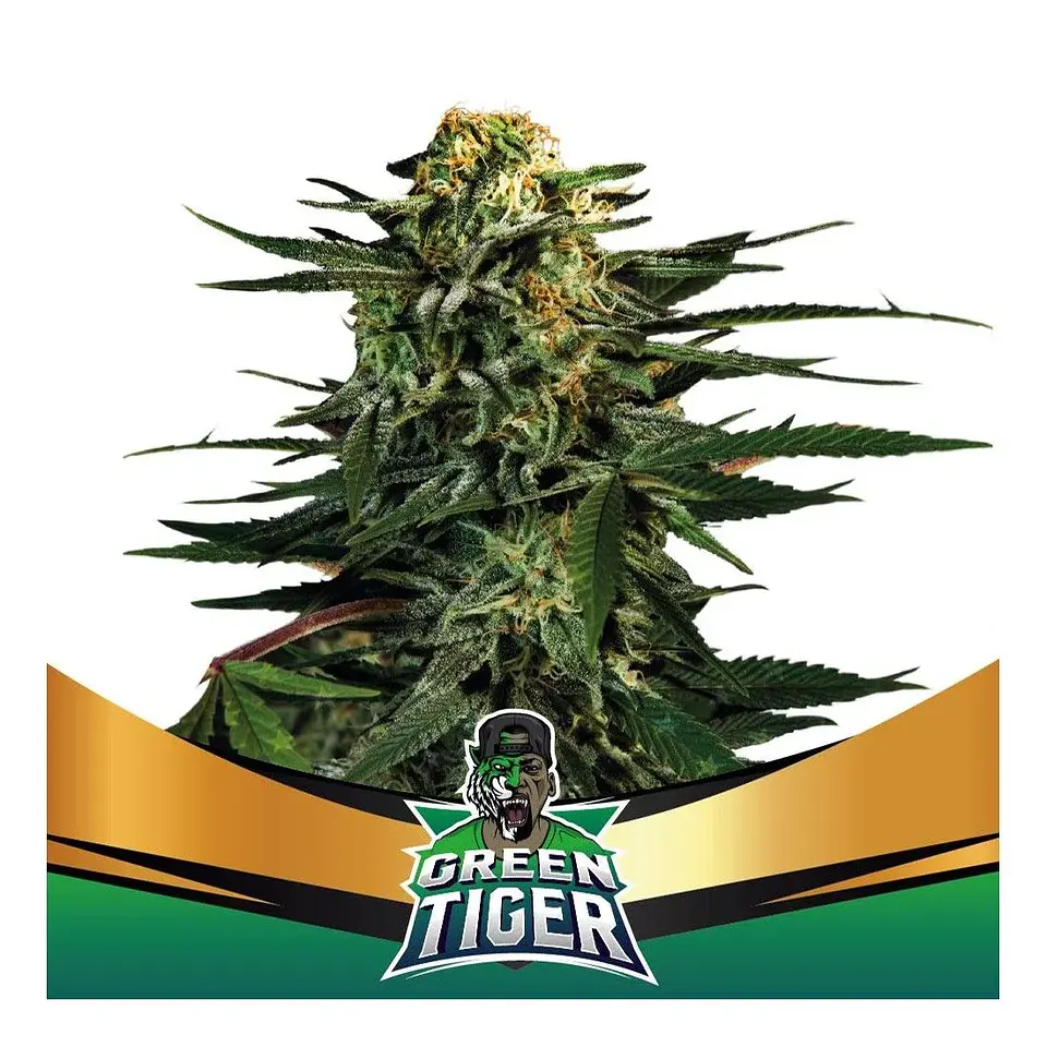Green Tiger Fast Fem -Bsf (X7/X4/X2) 1