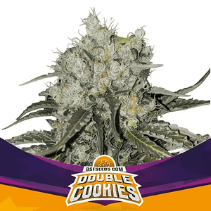 Double Cookies Fem X2-Bsf