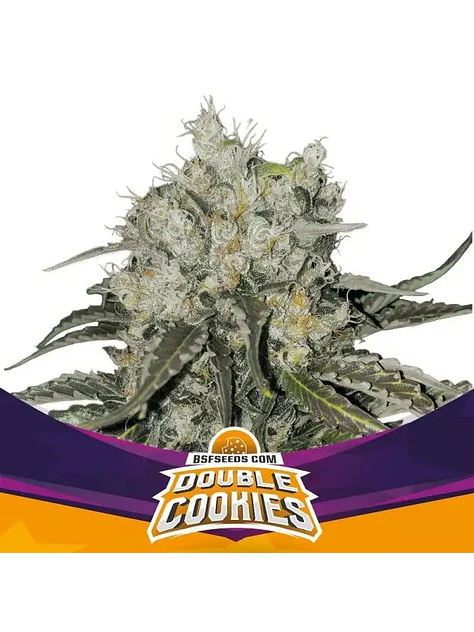 Double Cookies Fem -Bsf (X2/X4) 1