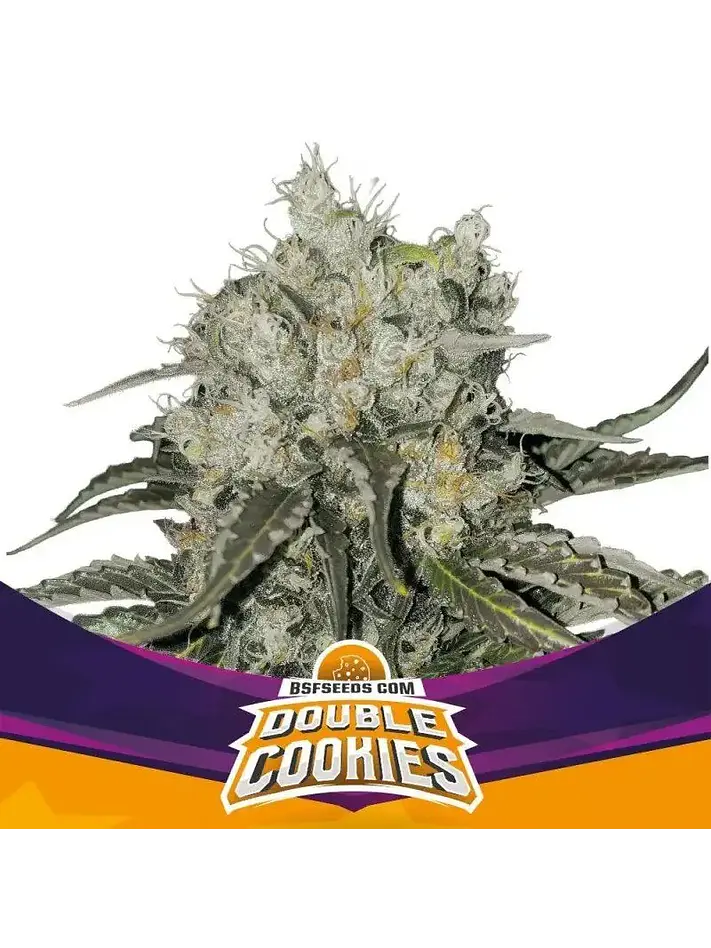 Double Cookies Fem -Bsf (X2/X4) 1