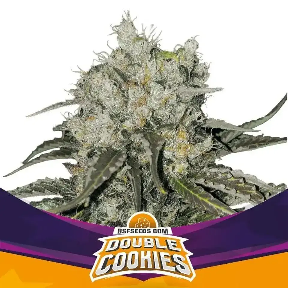 Double Cookies Fem -Bsf (X12/X7/X2/X4) 1