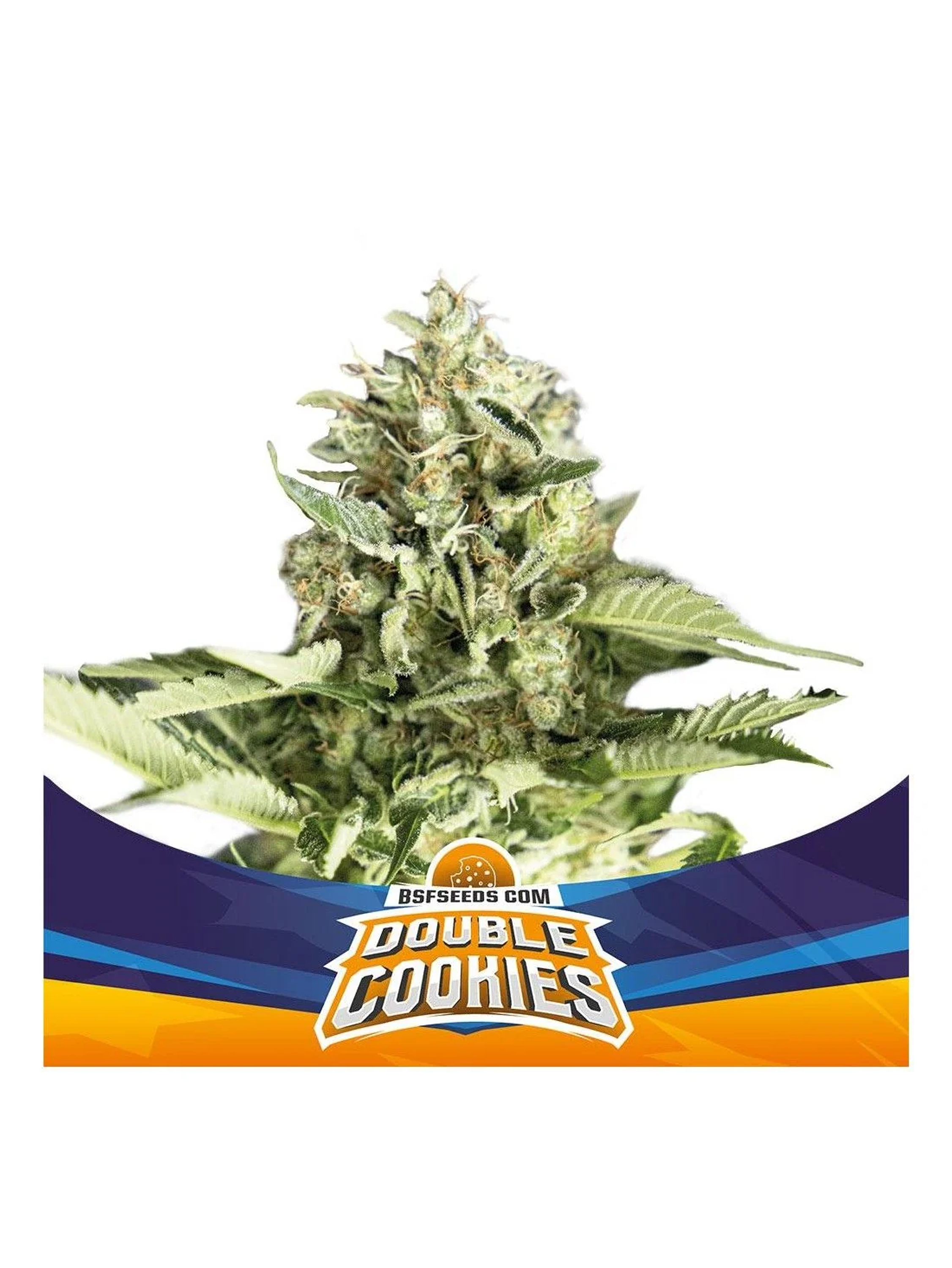Double Cookies Sp Auto -Bsf (X4/X2) 1