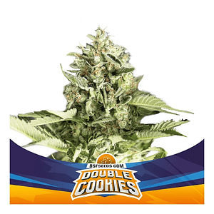 Double Cookies Sp Auto X4 -Bsf