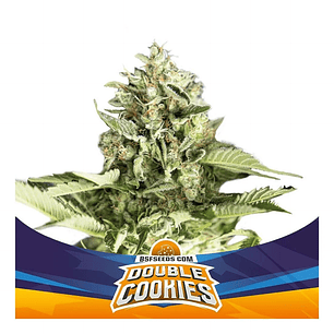 DOUBLE COOKIES SP AUTO X4 -BSF