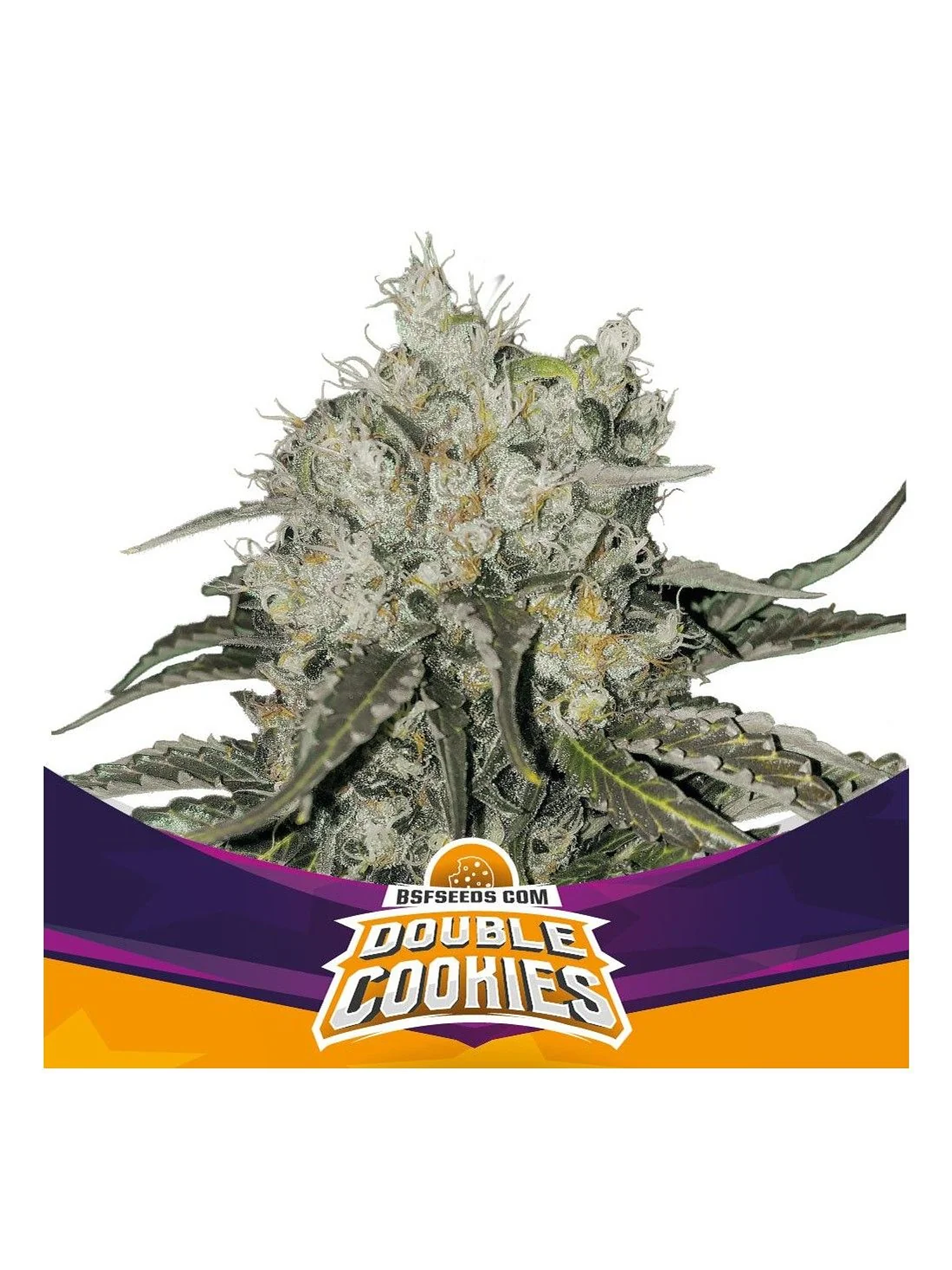 Double Cookies Sp Fem X4 -Bsf 1