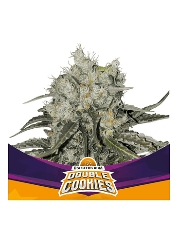DOUBLE COOKIES SP FEM X4 -BSF 1