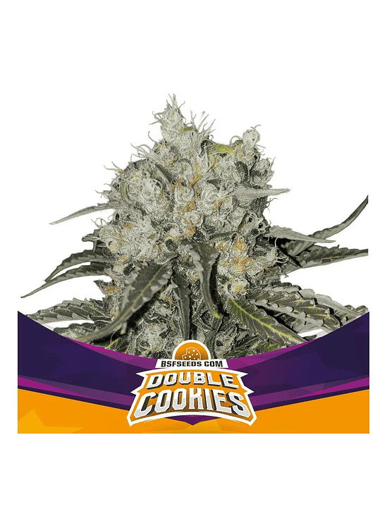 DOUBLE COOKIES SP FEM X4 -BSF 1