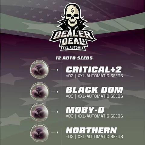 Dealer Deal Xxl  Auto X12 -Bsf