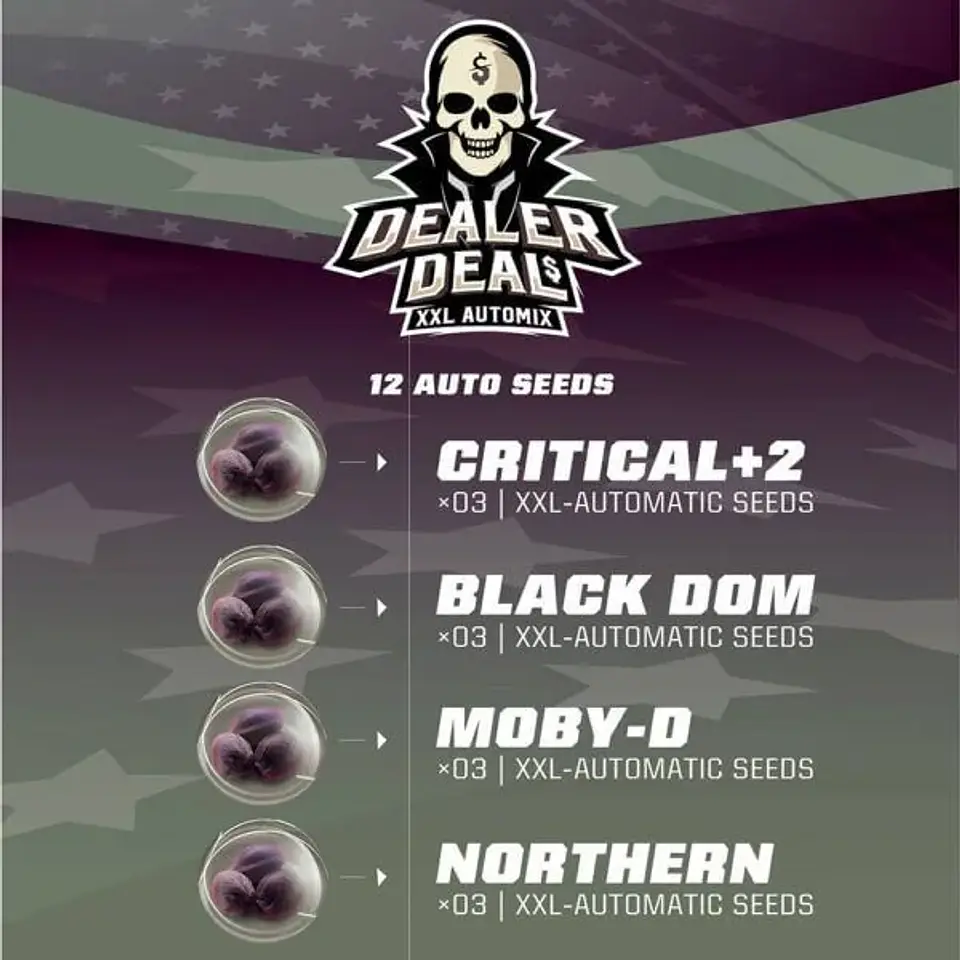 Dealer Deal Xxl  Auto X12 -Bsf 2