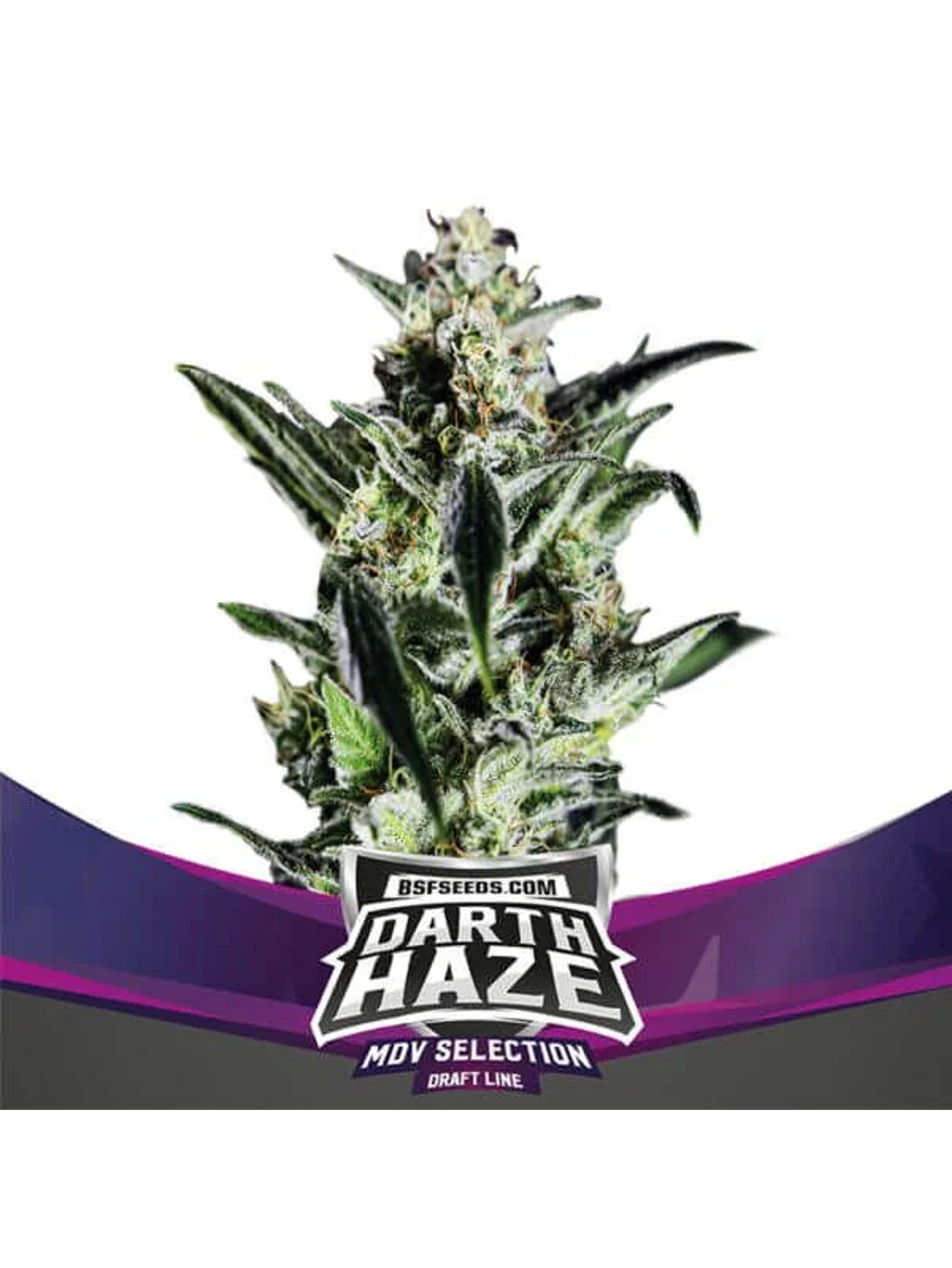 Darth Haze Fem X2-Bsf 1