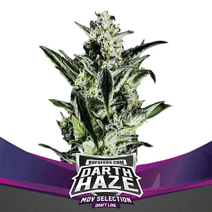 DARTH HAZE FEM X2-BSF