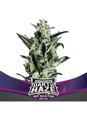 DARTH HAZE FEM X2-BSF 1