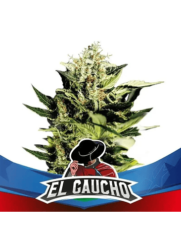 EL GAUCHO FASTER SP X2-BSF 1