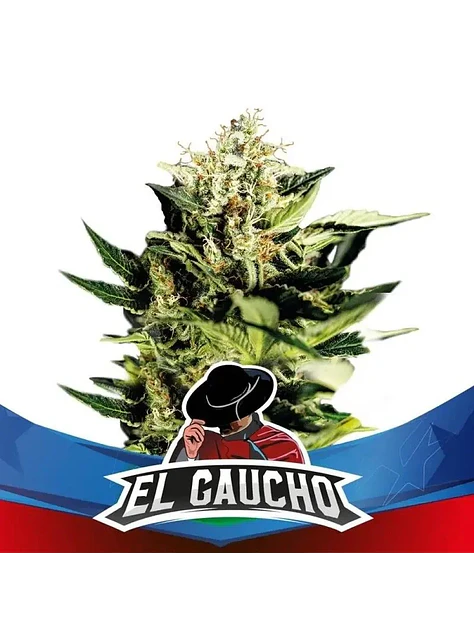 El Gaucho Faster Sp -Bsf (X4/X2) 1