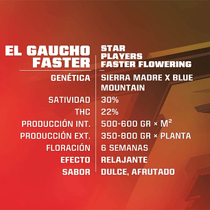EL GAUCHO FEM X2-BSF