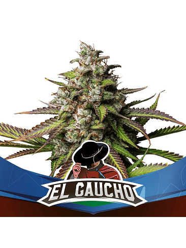 EL GAUCHO FEM X2-BSF 1