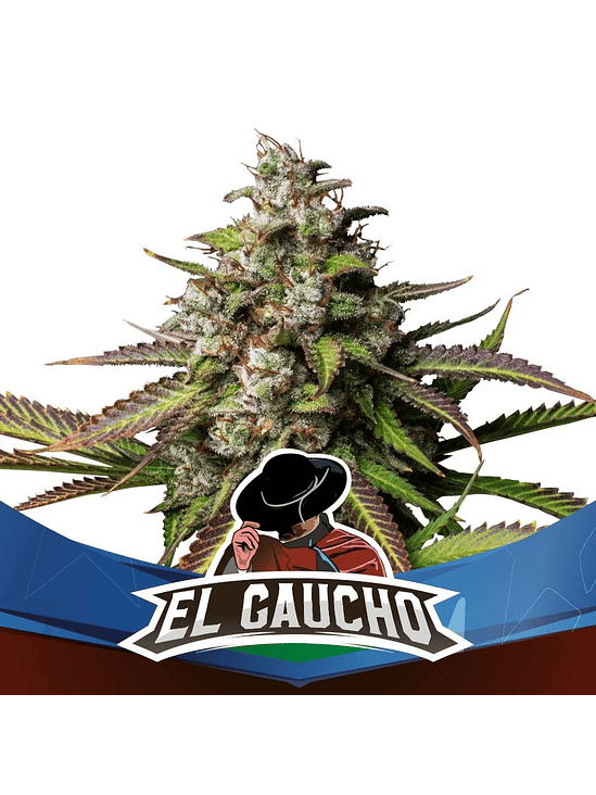 EL GAUCHO FEM X2-BSF 1