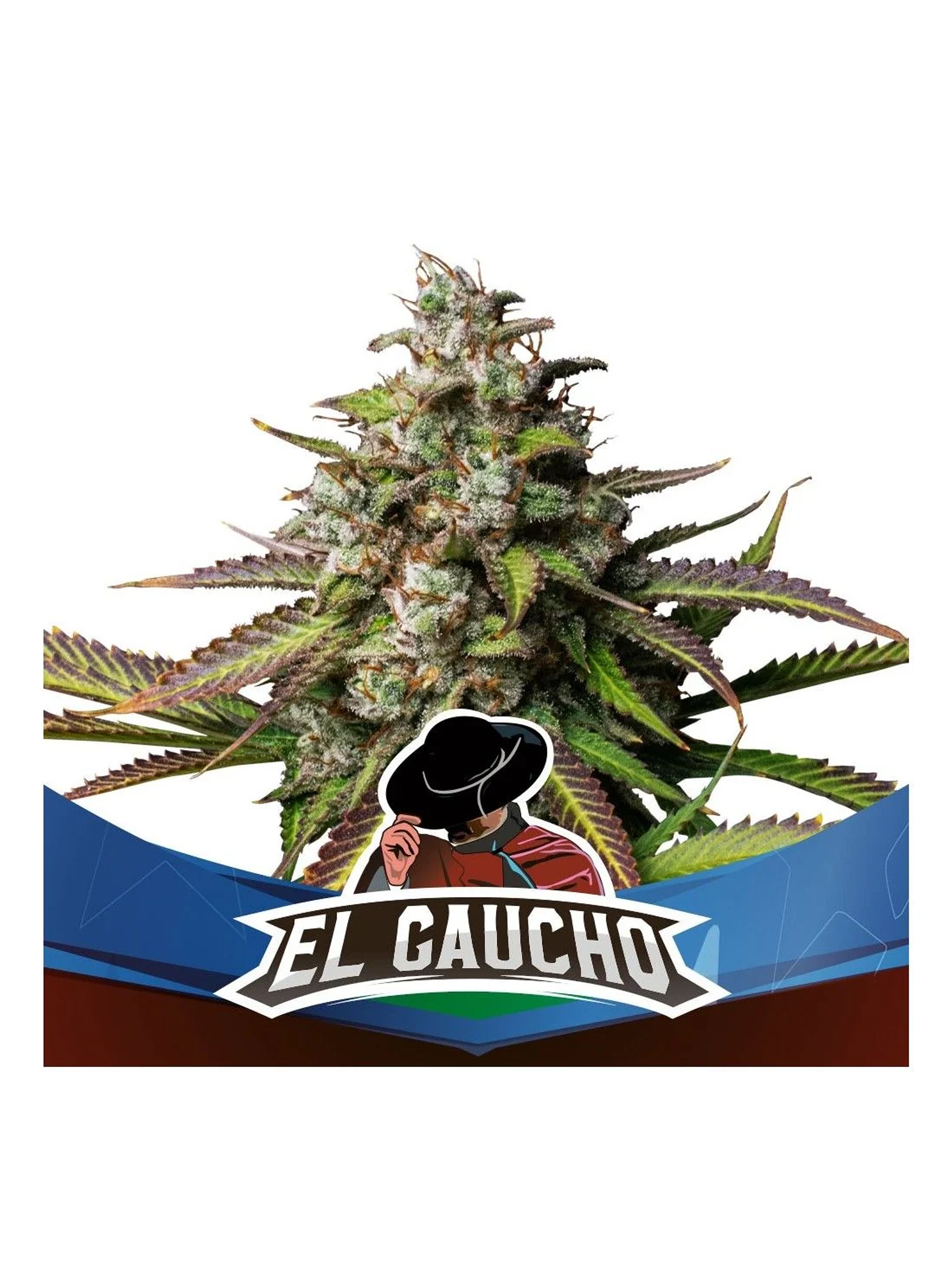 El Gaucho Fem -Bsf (X4/X2) 1