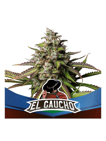 EL GAUCHO  FEM X4-BSF 1