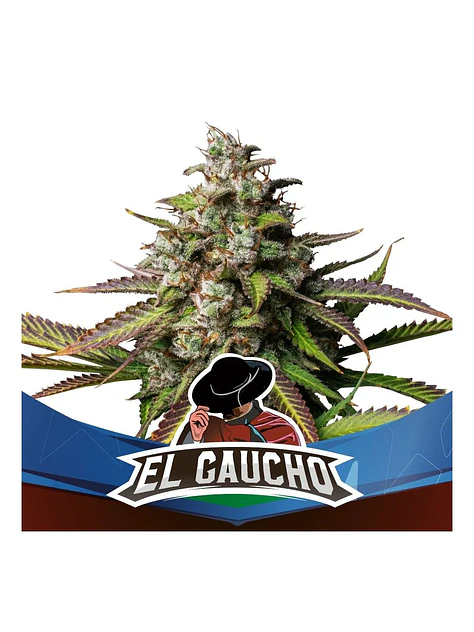 El Gaucho Fem -Bsf (X4/X2) 1