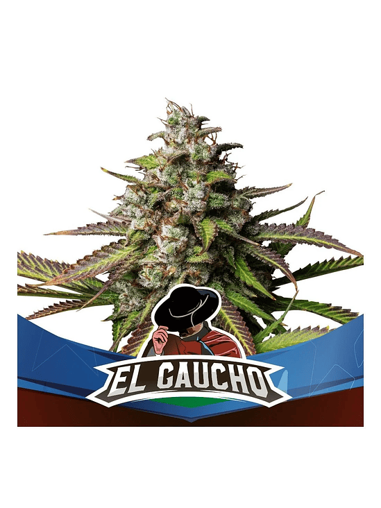 EL GAUCHO  FEM X4-BSF 1