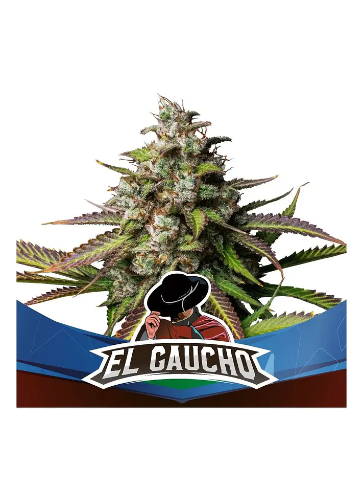 El Gaucho Fem -Bsf (X4/X2) 1