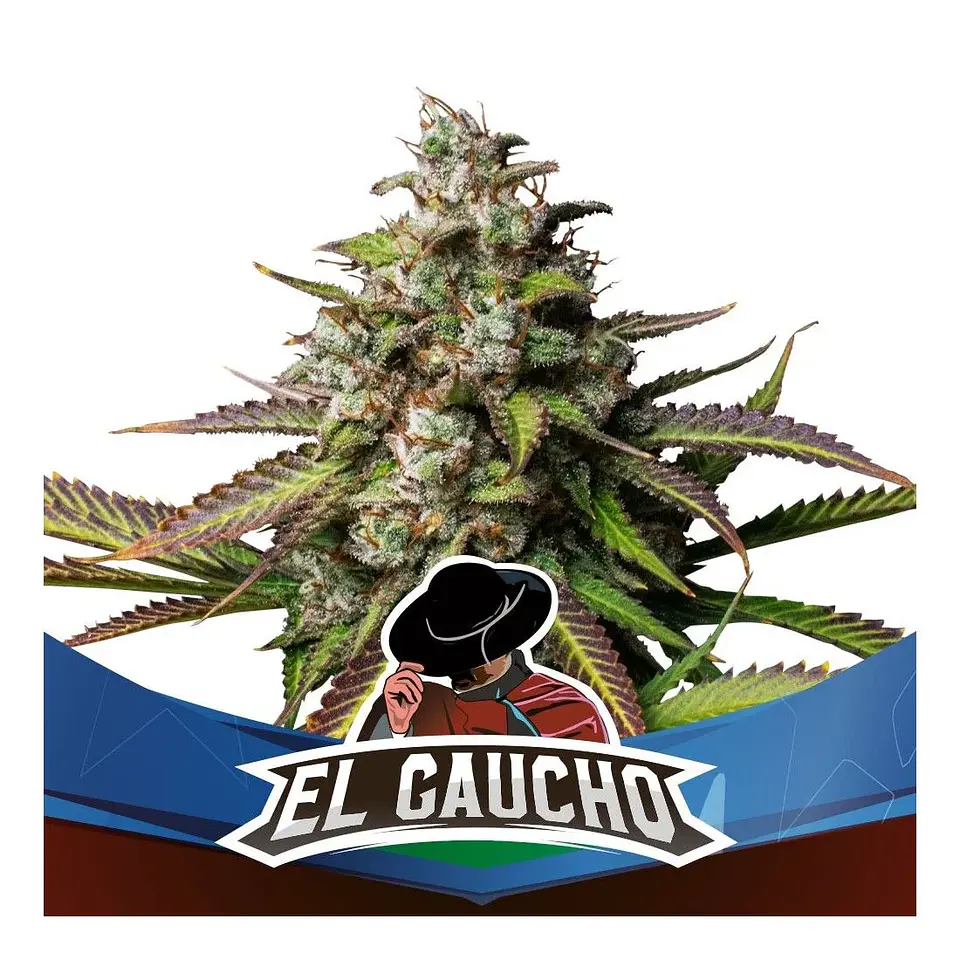 El Gaucho Fem -Bsf (X4/X2) 1