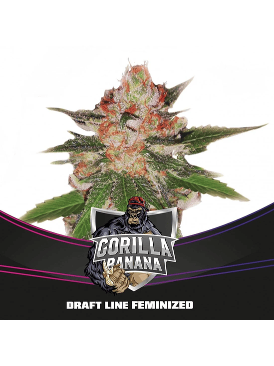 GORILLA BANANA  FEM X4-BSF 1