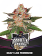 GORILLA BANANA  FEM X4-BSF - Miniatura 1