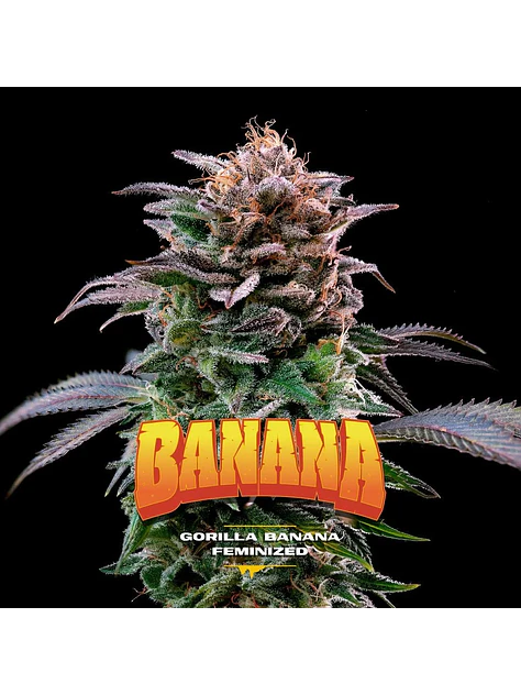 Gorilla Banana Fem -Bsf (X7/X4/X2)  1