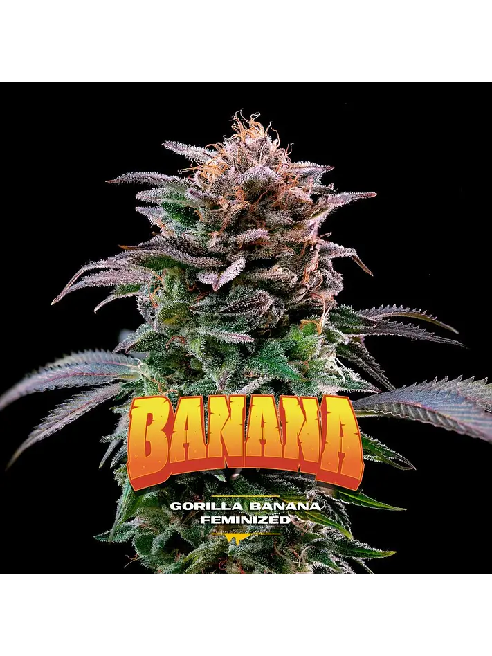 Gorilla Banana Fem -Bsf (X7/X4/X2)  1