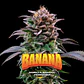 Gorilla Banana Fem -Bsf (X7/X4/X2)  - Miniatura 1