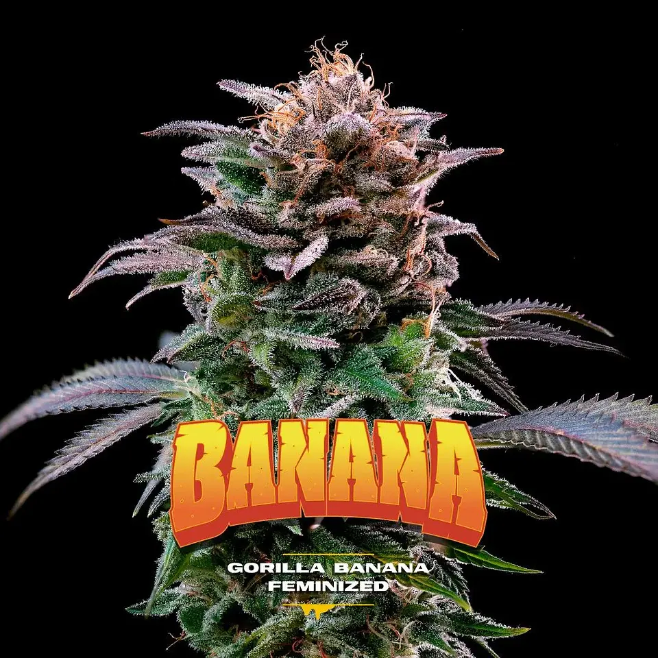 Gorilla Banana Fem (X2 / X4 / X7 / X12) -BSF 1