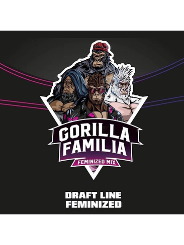 GORILLA FAMILIA MIX FEM X12-BSF 1