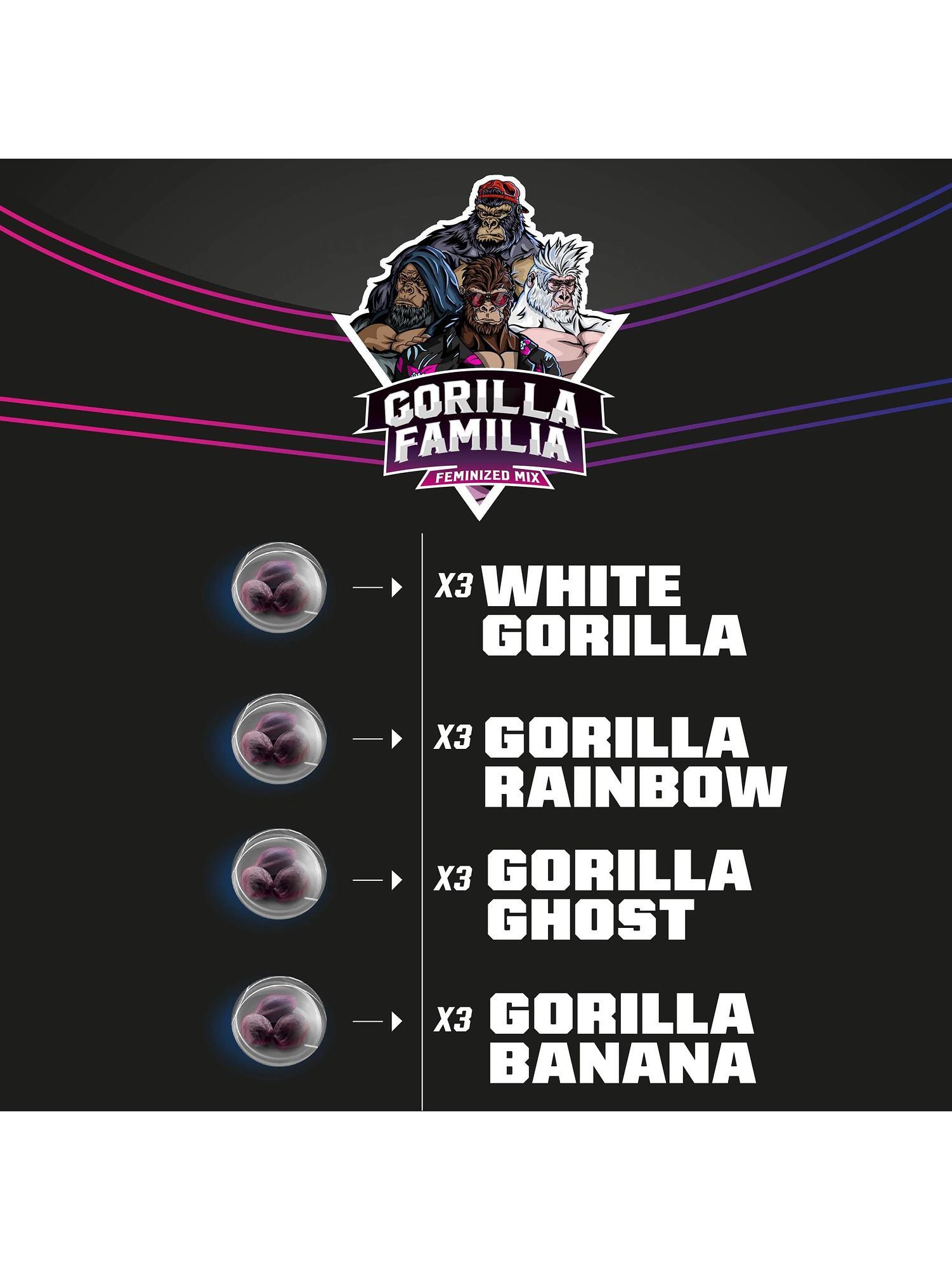 Gorilla Familia Mix Fem X12-Bsf 2