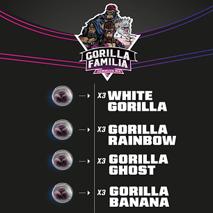 GORILLA FAMILIA MIX FEM X12-BSF